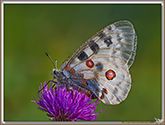 Apollon